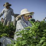 Farm workers immigration