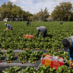 Florida immigrant workers
