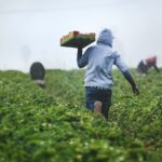 How many farm workers are illegal immigrants