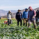 How many undocumented farm workers in the us