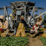 How many undocumented immigrants are essential workers