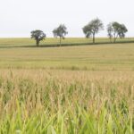 How many undocumented workers