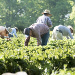 How many undocumented workers are there