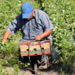 How much are undocumented farm workers paid