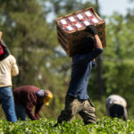 How much do undocumented farm workers get paid per hour