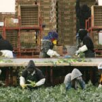 How much in taxes do undocumented workers pay