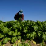 Immigration farm workers