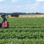 Undocumented agricultural workers