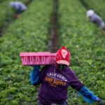 Undocumented workers in agriculture