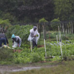 What percentage of illegal immigrants are farm workers