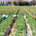 What percentage of migrant farm workers are undocumented
